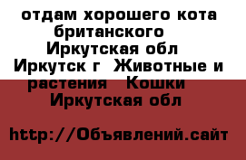 отдам хорошего кота британского  - Иркутская обл., Иркутск г. Животные и растения » Кошки   . Иркутская обл.